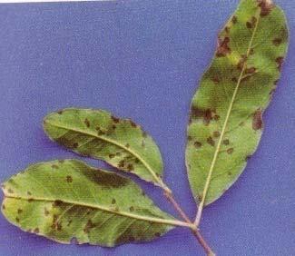 DISEASES OF POMEGRANATE 1) Cercospora leaf spot Cercospora punicae Light zonate brown