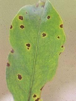 Spray carbendazim@0.1% or Thiophanate-methyl @0.1% or mancozeb@0.2% at fortnightly intervals 3) Bacterial leaf spot - Xanthomonas axonopodis pv.