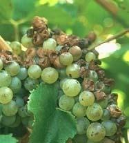 Sym,ptoms appear on all aerial and tender parts of the vine. are more pronounced on leaves, young shoots and immature beries.