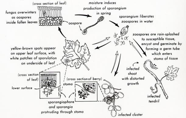 Sporangiophores arise from hyphae under high humid conditions. The branching of the sporangiophores is at right angles to the main axis and at regular intervals.