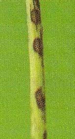 3. Anthracnose / Birds eye disease: Elsinoe ampelina (I.S: Gloeosporium ampelophagum or Sphaceloma ampelinum) It is especially serious on new sprouts during rainy season.