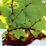 appear on the upper surface of leaves Later, spots enlarge and form brownish spots with concentric rings in them In severe cases of attack, leaves dry completely and defoliation occurs Mode of spread