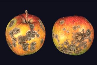 LECTURE 6 DISEASES OF APPLE 1) Scab Venturia inaequalis First reported from Sweden (1819) First reported on Ambri variety in Kashmir valley (1935) Scab infections usually noticed on leaves and fruits