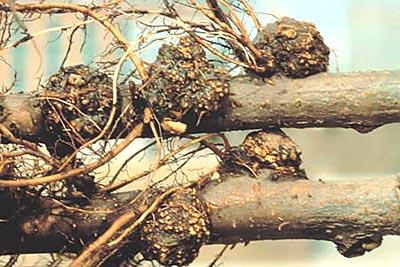 Small outgrowths on stem and roots near soil line Galls are spherical, white or flesh coloured (young stage) Galls become hard and corky on woody stems, knobby and knotty Affected plants stunted with