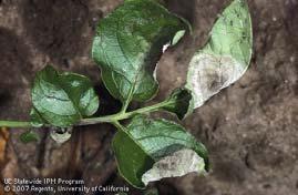 LECTURE 9 DISEASES OF POTATO 1) Late blight Phytophthora infestans Usually infection starts in 6 weeks old plants First reported from Andes mountains of South America In India, the disease was first
