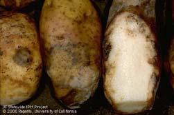 cycle P.I: Infected potato tubers or oospores Collateral host: Tomato (Lycopersicon esculentum), Pepper and egg plant. S.