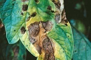 1) Early blight Alternaria solani LECTURE 10 DISEASES OF TOMATO Small, isolated, scattered pale brown spots on the leaf Fully developed spots are irregular, brown to dark brown in colour, and with