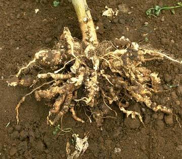 LECTURE 11 DISEASES OF CRUCIFERS 1) Club root of crucifers or Finger and toe disease: Plasmodiophora brassicae Fairly severe in hilly regions on cabbage, cauliflower and other crucifers.