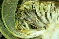 The spots coalesce and the leaves shrivel and dries up prematurely In cabbage, these spots expose the heads to soft rot Cauliflower curds look brownish at the top Stems show dark brown and depressed