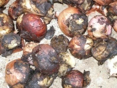 Survival and spread P.I: Soil and on infected onions as stromata S.