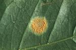 is severe when it affects the young flush, causing defoliation and considerable reduction in yield Pathogen The fungus is mostly intercellular drawing food from cells through