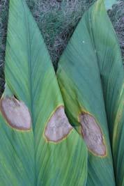 yellow discolouration which gradually turn to reddish brown Spots lie between leaf veins and are rectangular, coalesce to form big irregular patches Survival and spread Infected plant debris