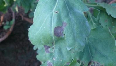 1) Blotch Septoria chrysanthemella DISEASES OF CHRYSANTHEMUM Blackish brown circular to irregular spots on leaves which later form large patches covering major portion of the leaf Patches are