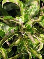 LECTURE 2 Mango 1. Powdery mildew: Oidium mangiferae (Eyrsiphe polygoni) Economic importance: The disease is worldwide in distribution. Reported from India, Pakistan, Ceylon and South Africa.