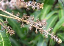 : The disease can easily recognized by whitish or grayish powdery growth on the inflorescence and tender leaves.