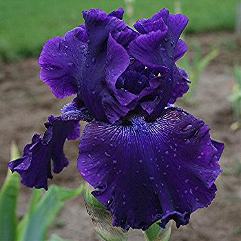 TALL BEARDED Deep purplish-black heavily ruffled and laced with blue-violet beards