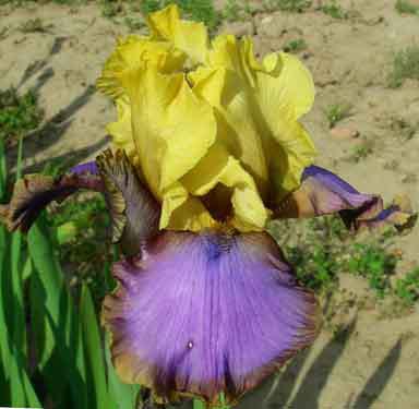 TALL BEARDED Standards yellow; Falls violet with tan rim; yellow