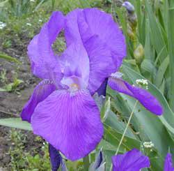 BORDER BEARDED Phlox purple with darker falls: Shading