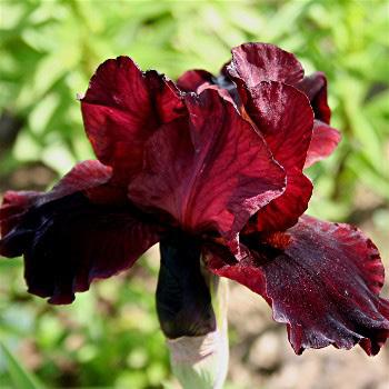 1904) Cranberry red standards; velvety red falls; red