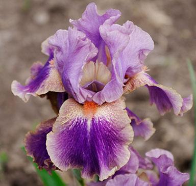 INTERMEDIATE BEARDED Standards greyed hyacinth violet, greyer toward edge, style arms have greyed maple crest;