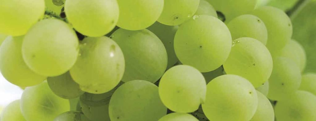 Surface migration improves the coverage of Vivando leading to better, more complete powdery mildew control including the interior of grape clusters.