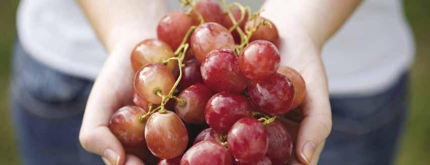 Vivando controls grape powdery mildew as well as or better than today s commercial products Performance of Vivando as Part of a Spray Program Vivando should be used in rotation with other fungicides.