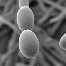 Vivando interferes with the ability of the spores to fully mature and separate from each other on the conidiophore.