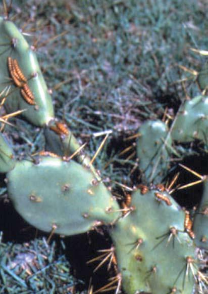 Prickly pears were introduced into pastoral districts in the 1840s. By 1900, over 4 million hectares in Queensland and New South Wales was infested by prickly pear.