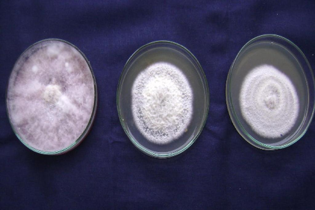 Serological detection of Trypanosoma evansi in small ruminants at Ethiopia Table-5 Grouping of Fusarium udum isolates based on growth pattern of the colonies on PDA medium Plate-2.