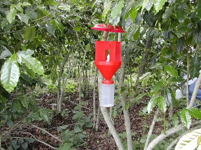 Shade trees pruning: this is carried out at the same time as coffee tree pruning or at another time of the year. It produces the same collateral effects.