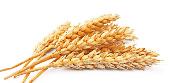 What is Gluten? Gluten is the general name for one of the proteins found in wheat, barley, and rye.