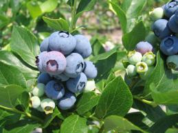 Highbush Cultivars (NC Mtns): STANDARD: Bluecrop, Berkeley, Jersey, Earliblue, Patriot, Elliott NEWER CVS: Duke (Shown), Aurora, Liberty, Draper, Echota, Toro Cultivated Blueberry Types/Species