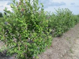 ROBESON has found a place with PYO growers wishing to produce berries