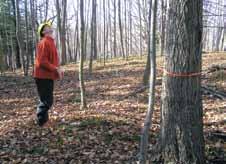 Age - butternut is a short lived tree (100 yrs is very old). Many species such as maple, oak and pine live more than twice as long. Health - butternut canker will kill most butternut.