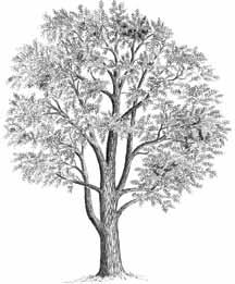 The Butternut Tree (White Walnut) Butternut, Juglans cinerea L. is a member of the walnut family and is native to, and widespread in eastern Canada.