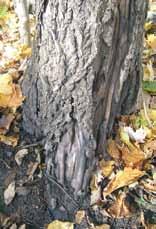 8 What is butternut canker? The butternut tree is fast fading from our woodlands, field edges and backyards.
