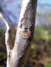 These first cankers occur in the uppermost branches making it difficult to spot from the ground.