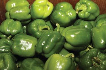 Mexico reports little to no volume at this time. PA Organic Peppers are fi nished up. ALERT!