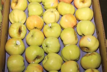 They continue in extremely fi rm supply with high prices. Organic Concord Pears are expected to arrive over the weekend. Organic Starkrimson (Red) Pears continue, but supplies are dwindling.