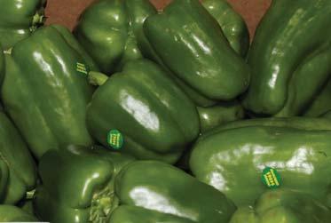 OG PEPPERS After a week of abundance, Organic Green Peppers tightened up greatly this week out of CA.