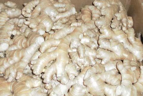 Quality is typical for the end of the season - drier and prone to age defects. Organic Chinese Ginger is available at a much lower cost.
