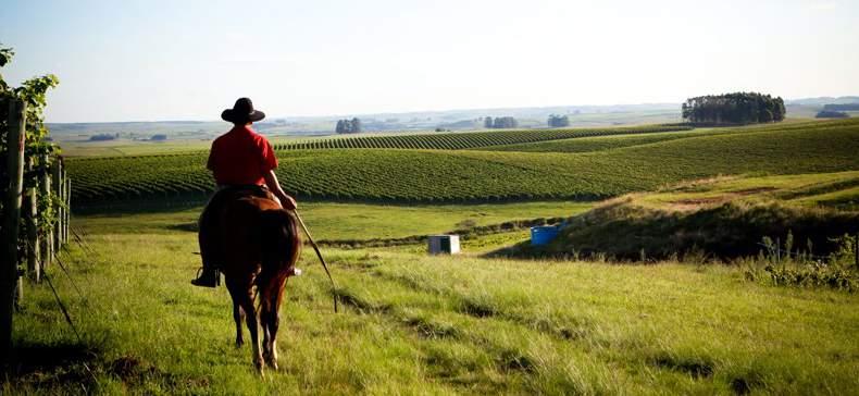 The more adventurous should not miss Campanha Near the frontier with Uruguay and Argentina, this region houses some of the oldest vineyards in Brazil, yet the wine tourism infra-structure is still
