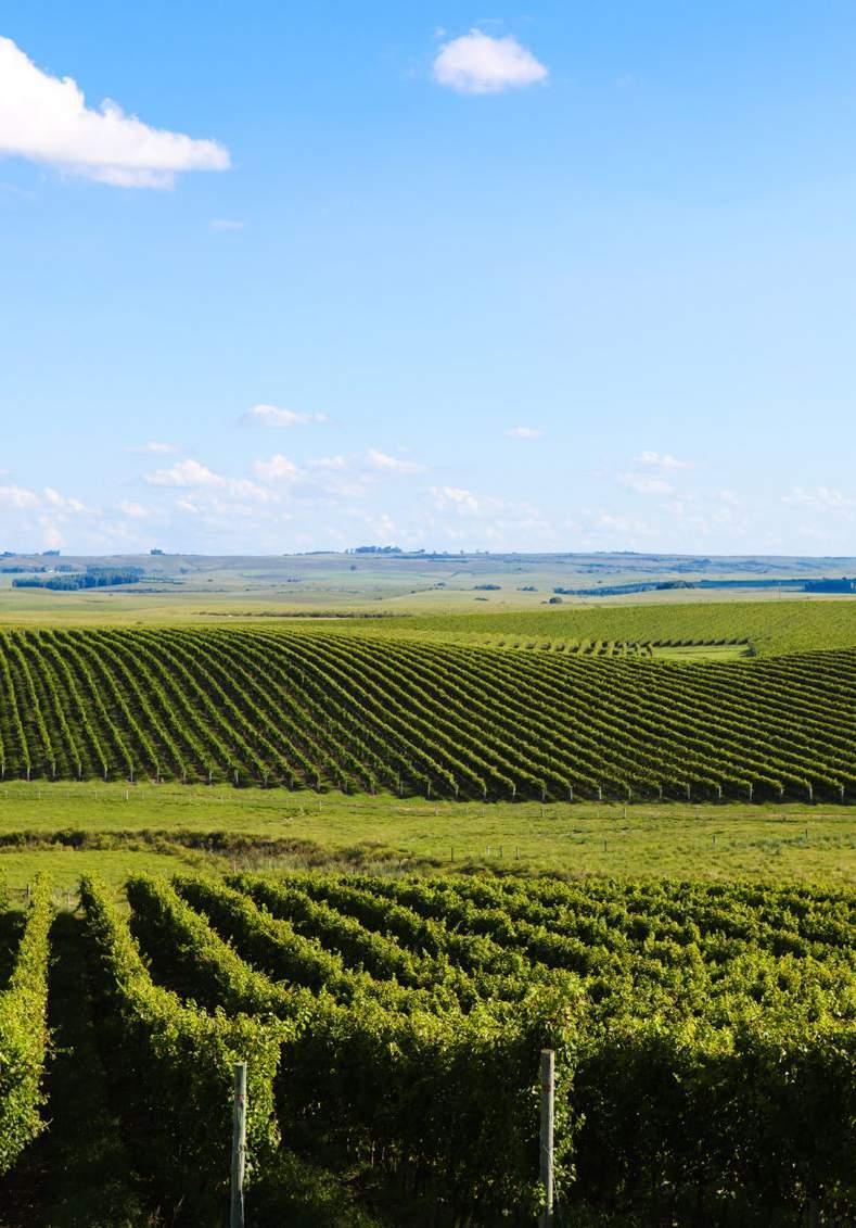 The Wines of Brasil : The Secrets to their success. While Brazil s wine history is long, its history in making fine wine is modest, really only beginning in earnest some 15 to 20 years ago.