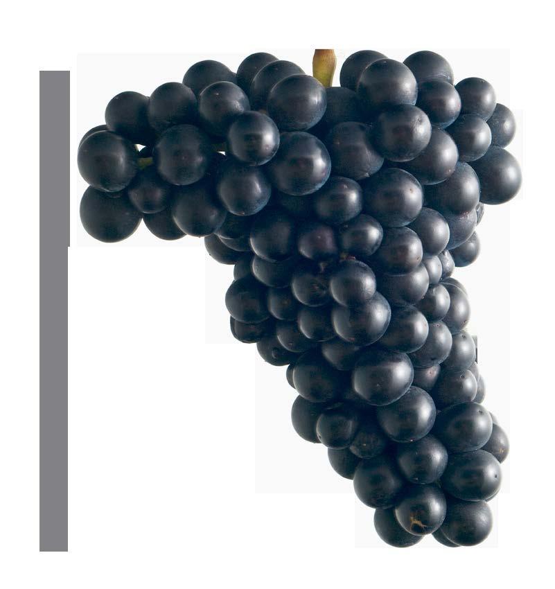 Major Clones and Characteristics Clone 114: Classic Pinot Noir flavor profile of black cherry, lovely spice.