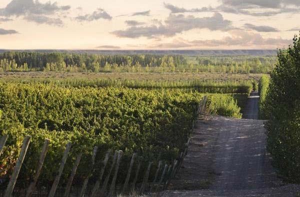 Patagonia Pinot Noir Style Patagonia is the southernmost region of Argentina.