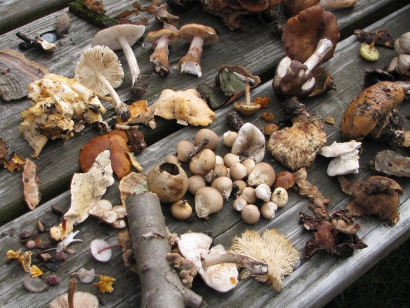 ATTENTION WMS MEMBERS: We Have a New Treasurer! (and your dues are due!) Wisconsin Mycological Society annual membership dues are collected in December and January.