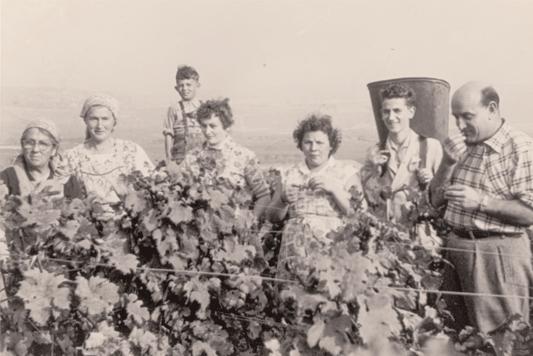 G.R. Bildesheim Viticulture, Winery and