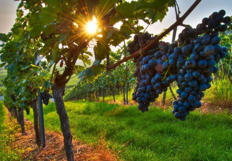 Wine Tours We are in the business since the 90s and, as a part of our cultural programs, we offer wine tours of Tuscany, the land of the Medici s family.