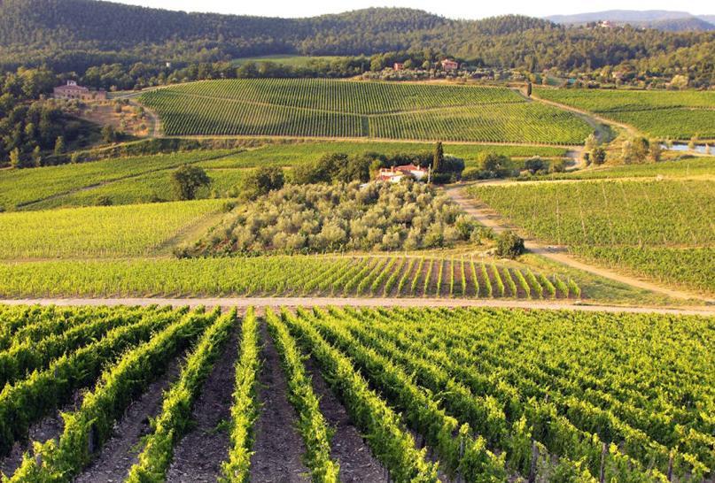 Our wine tours will give you a full image of the most amazing secluded places and the fine wines of Tuscany.