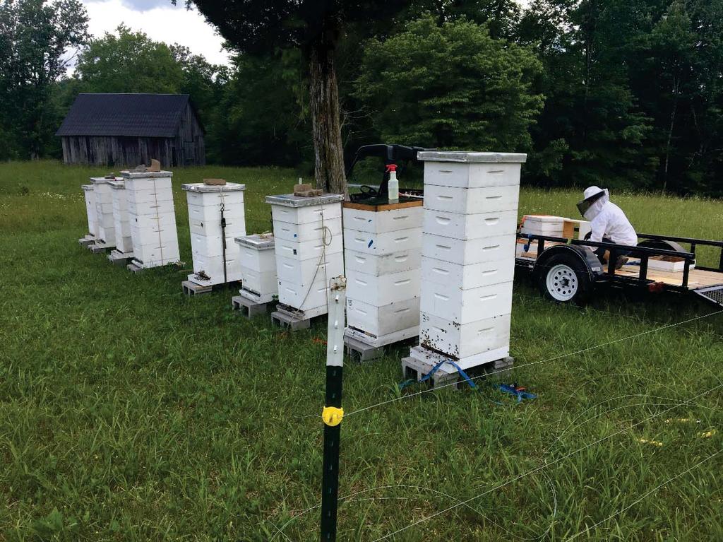 Strong honey hives